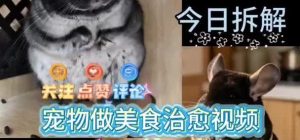 宠物做美食