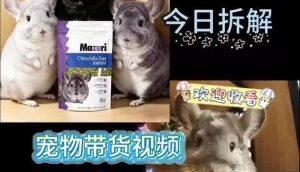 宠物带货视频