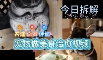 宠物做美食治愈视频